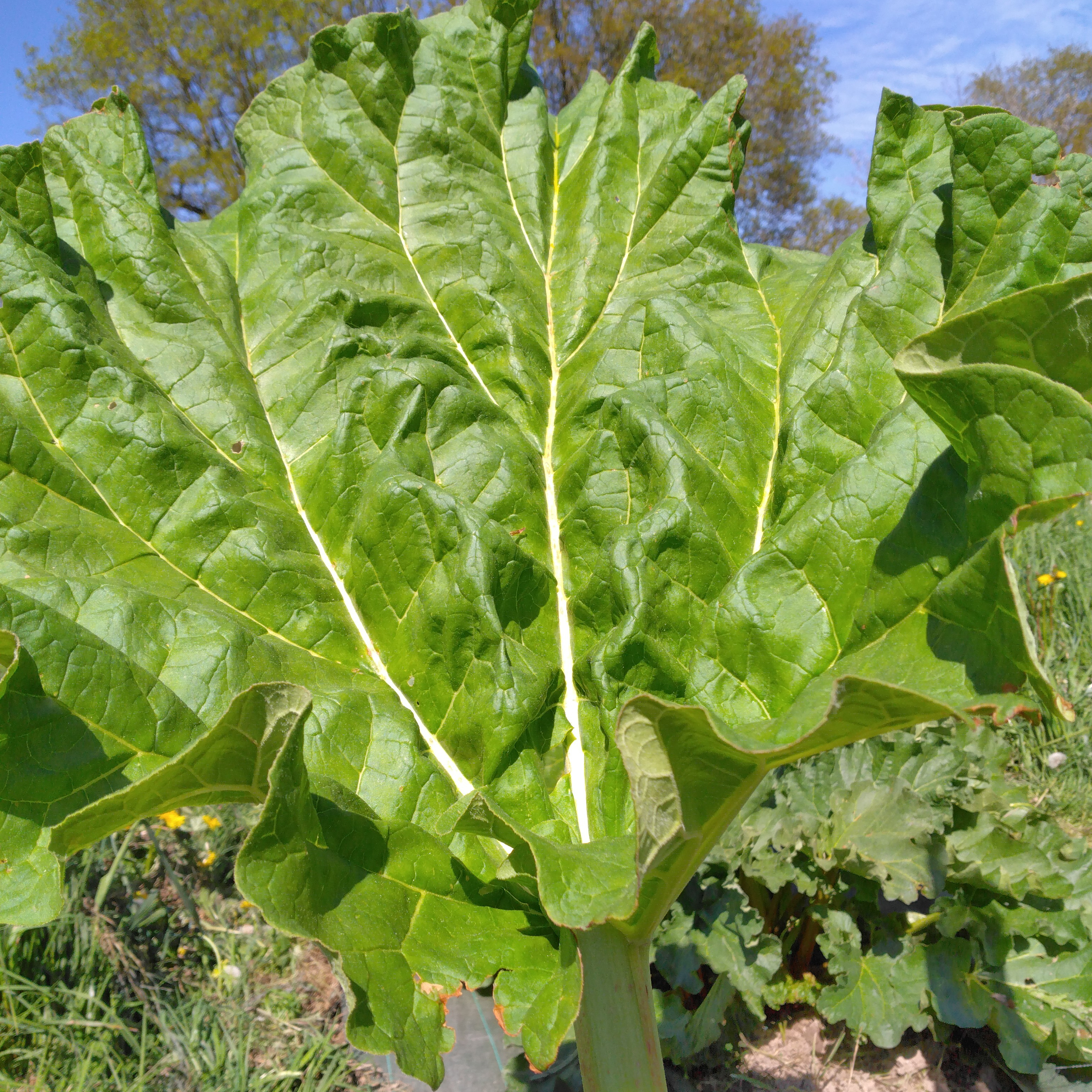 Rhubarbe par 2kg - 2kg