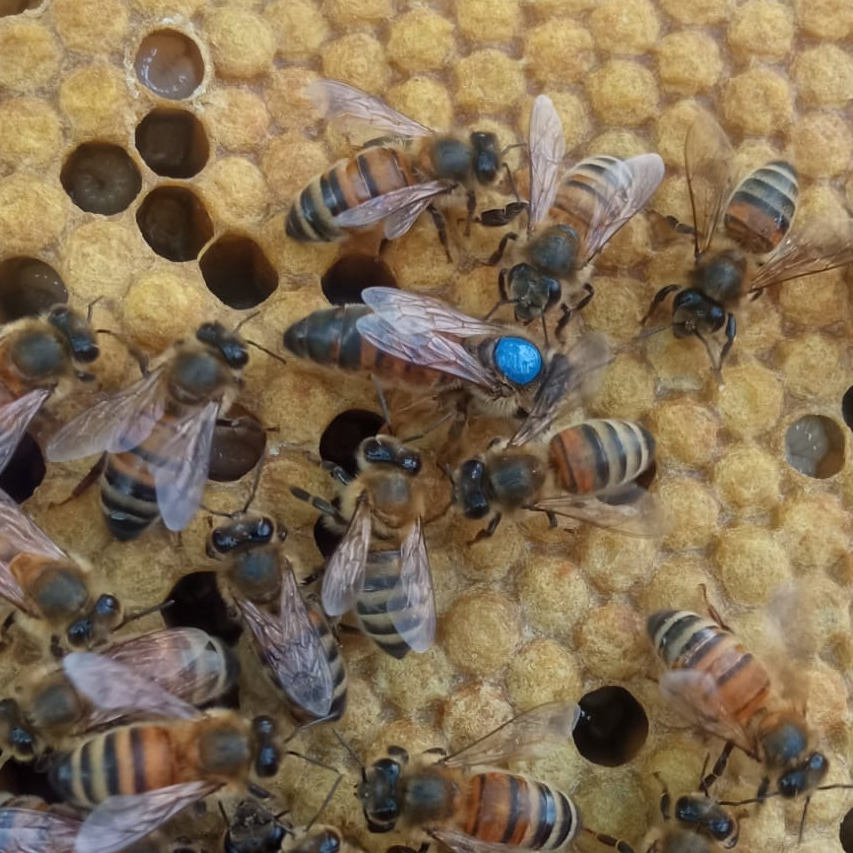 Reine Buckfast F1 sélectionnée Semaine 33