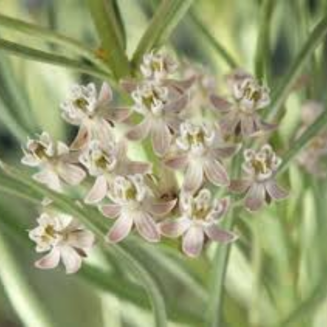 Asclepias facicularis