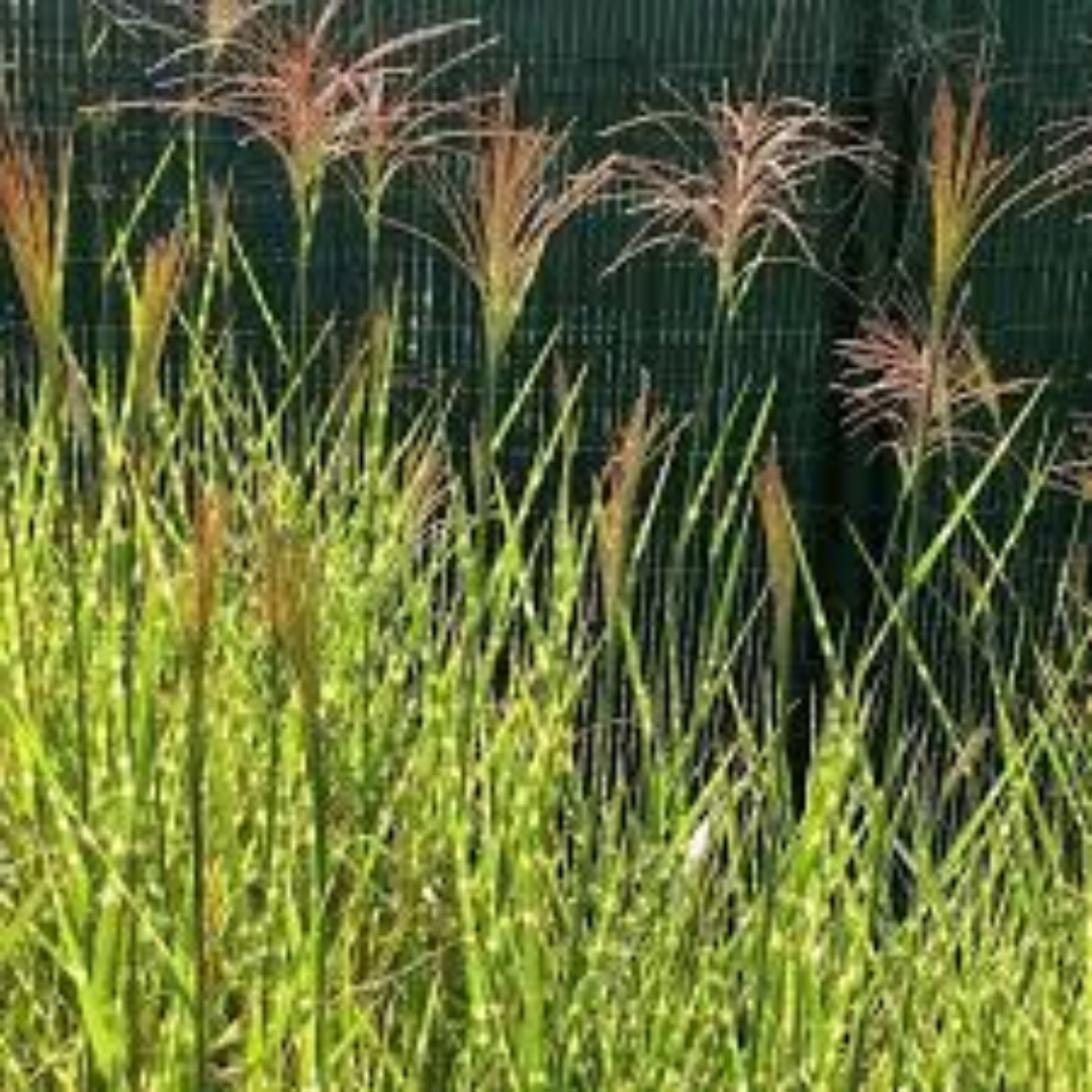 Miscanthus sinensis ‘Cobra’