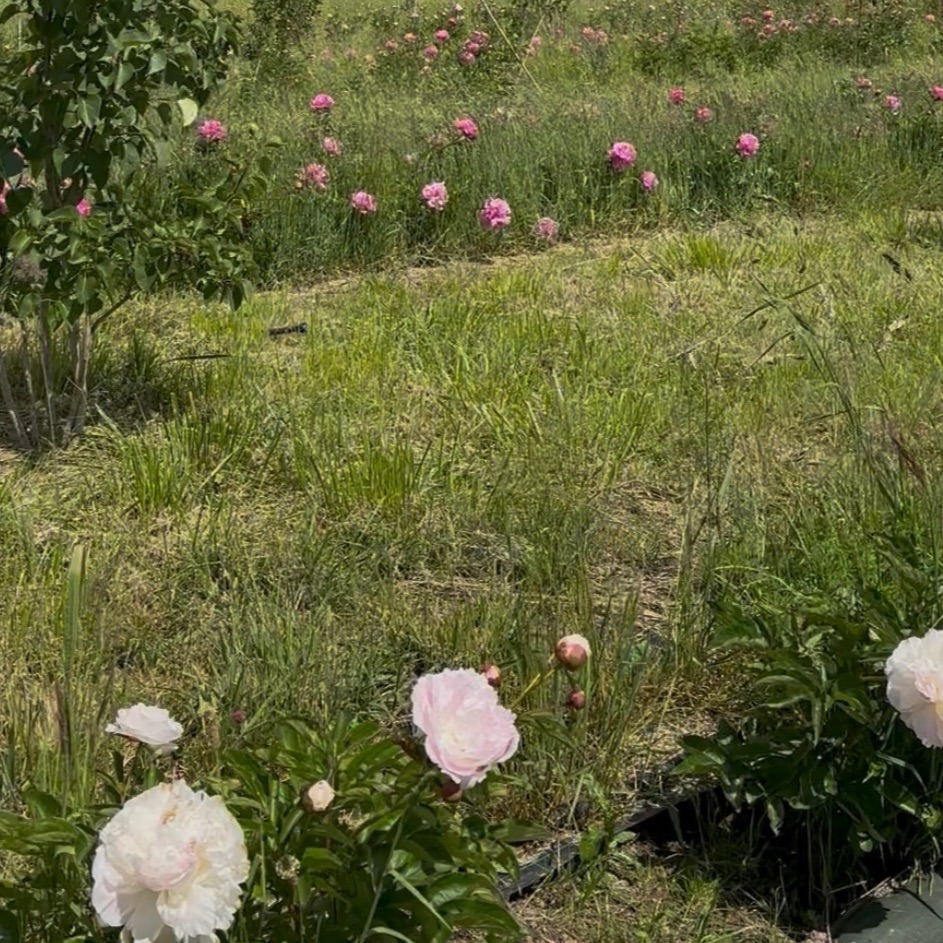 Bouquet Passion
