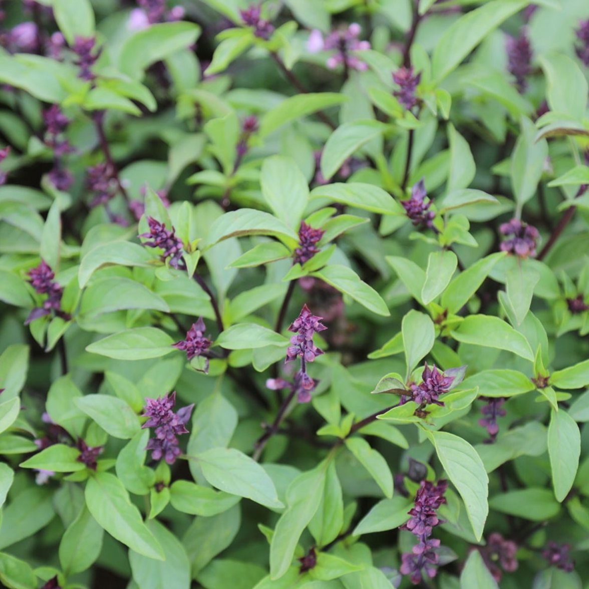 Basilic Thaï en godet 8 cm