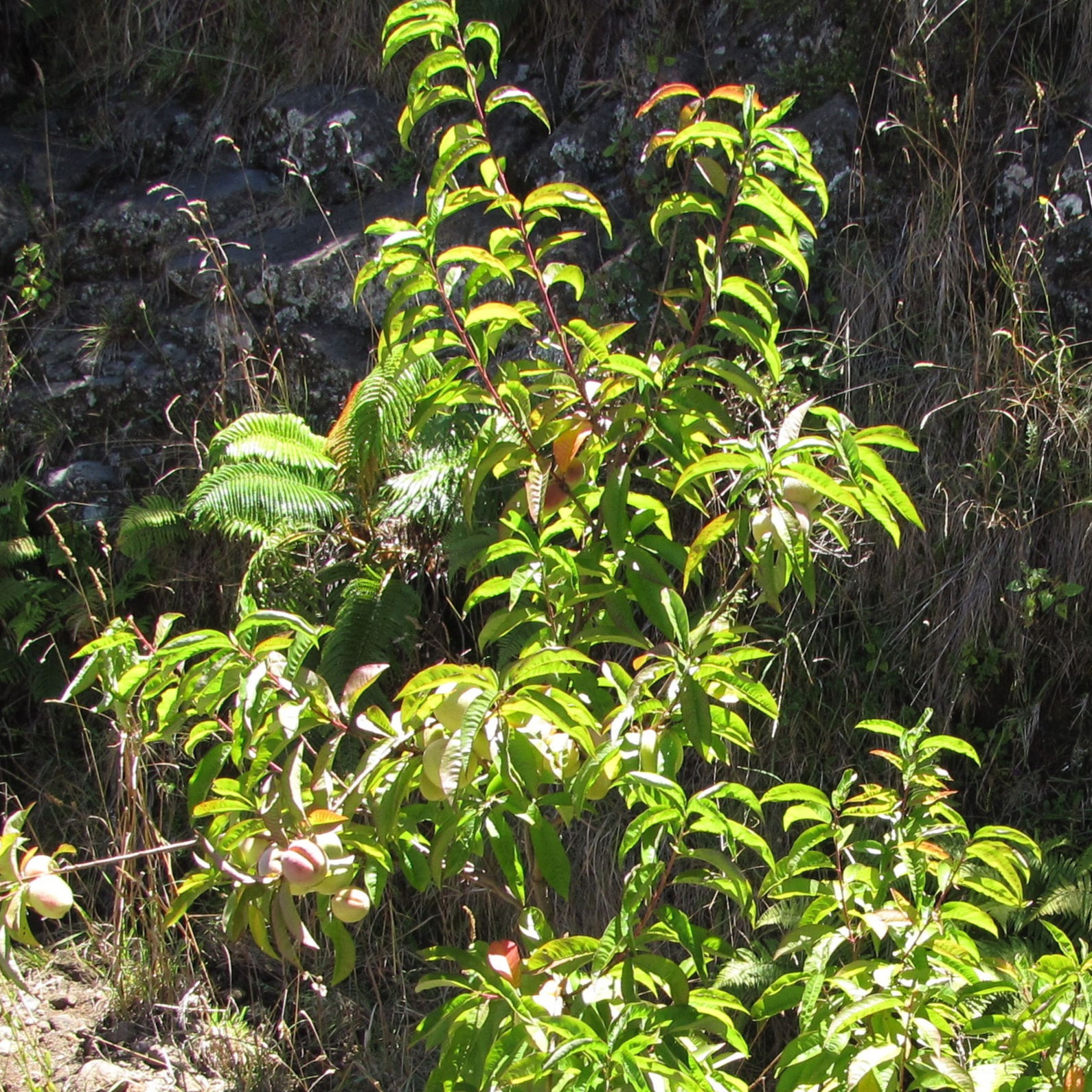 Porte greffe Pêcher 'Montclar’ Racines nues