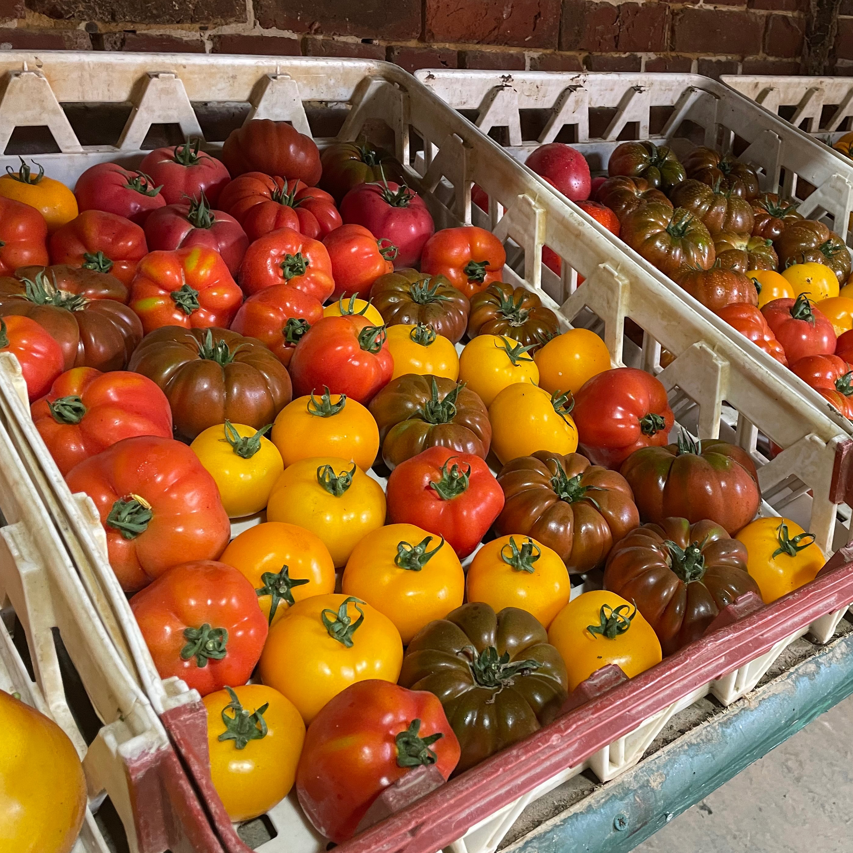 Tomates anciennes en mélange
