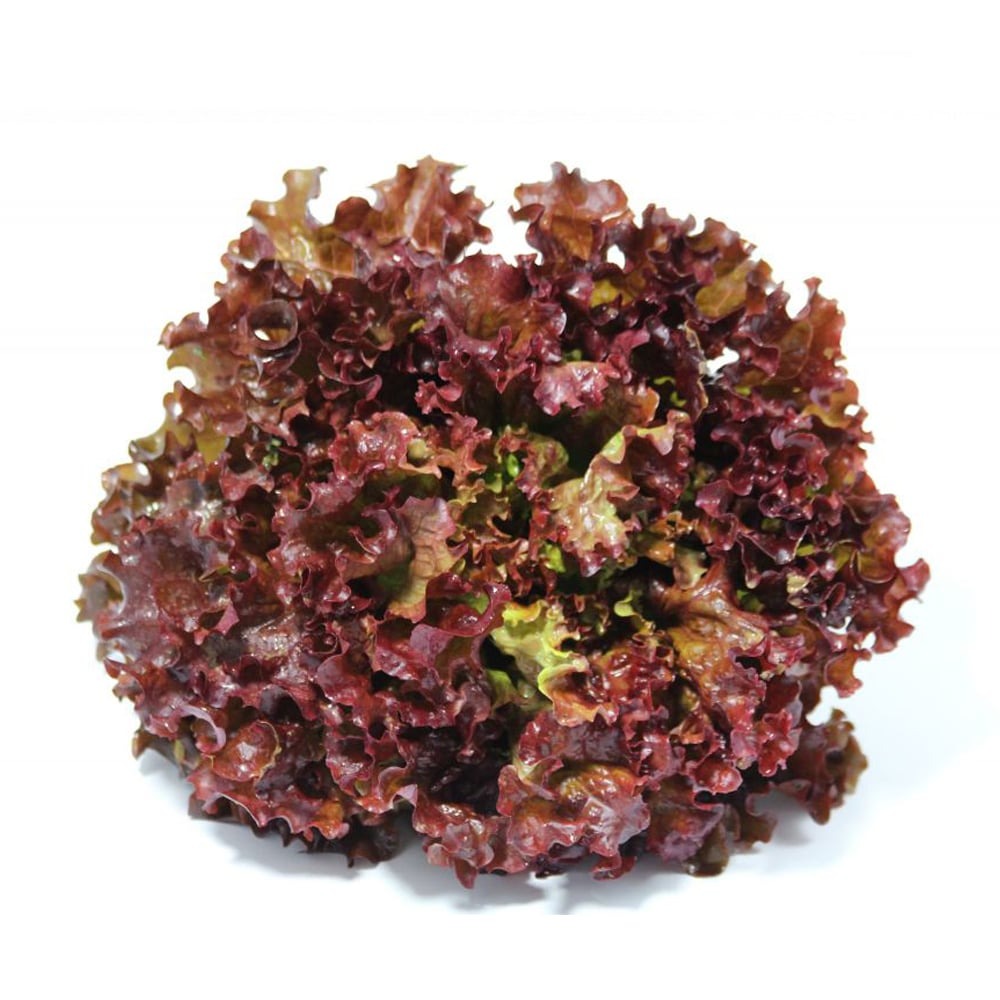 Salade Batavia Rouge