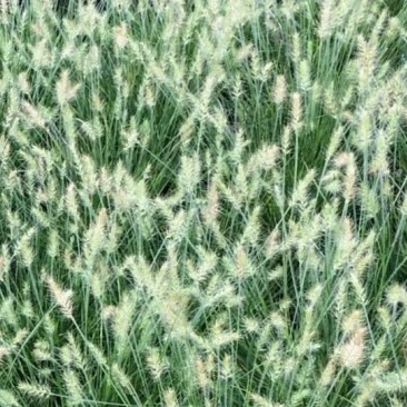 Pennisetum alopecuroïdes 'Little Bunny'