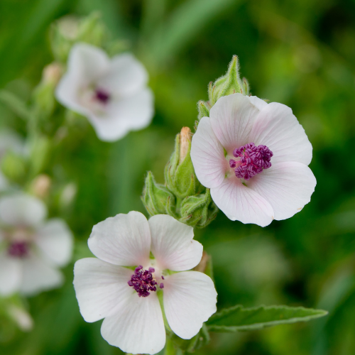 GUIMAUVE OFFICINALE Bio