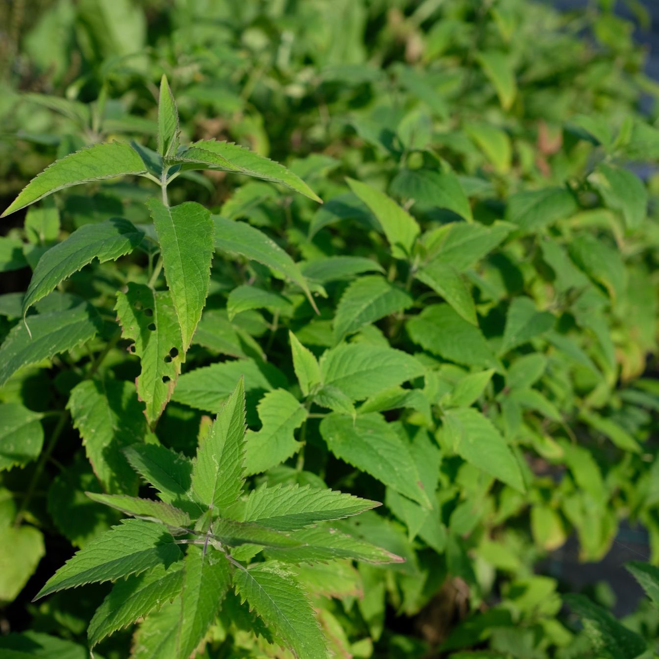 Monarde fistuleuse
