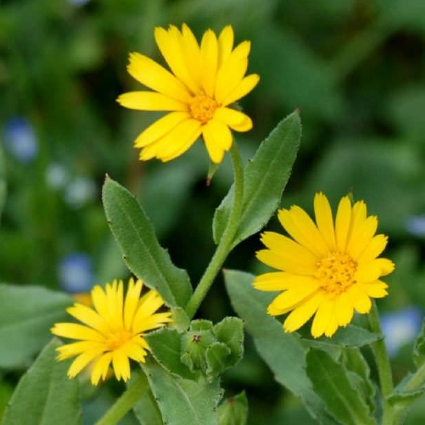 Mini souci ( par 25 )