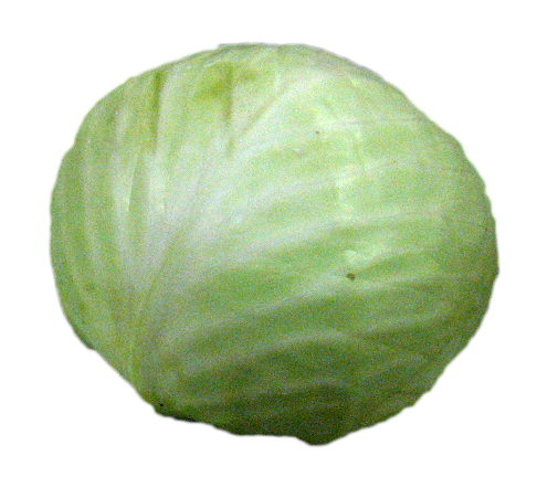 Chou nouveau vert lisse