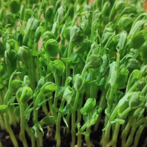 Micropousses Petit Pois - 250g