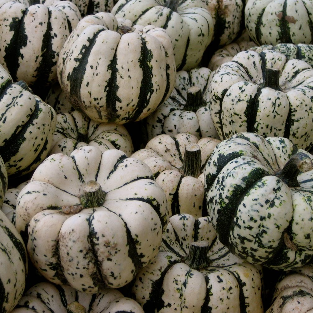 Courge Patidou (500g)