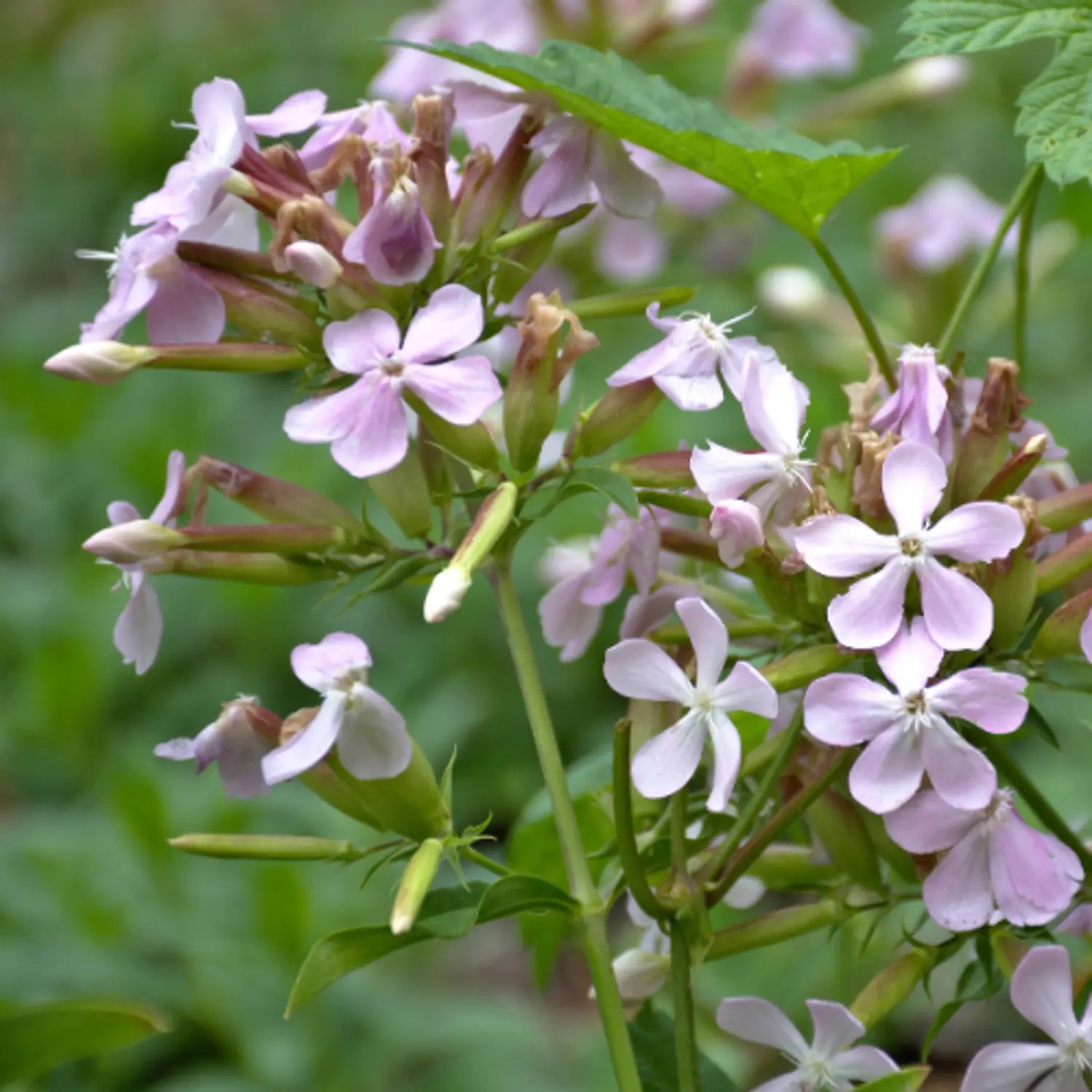 SAPONAIRE OFFICINALE Bio