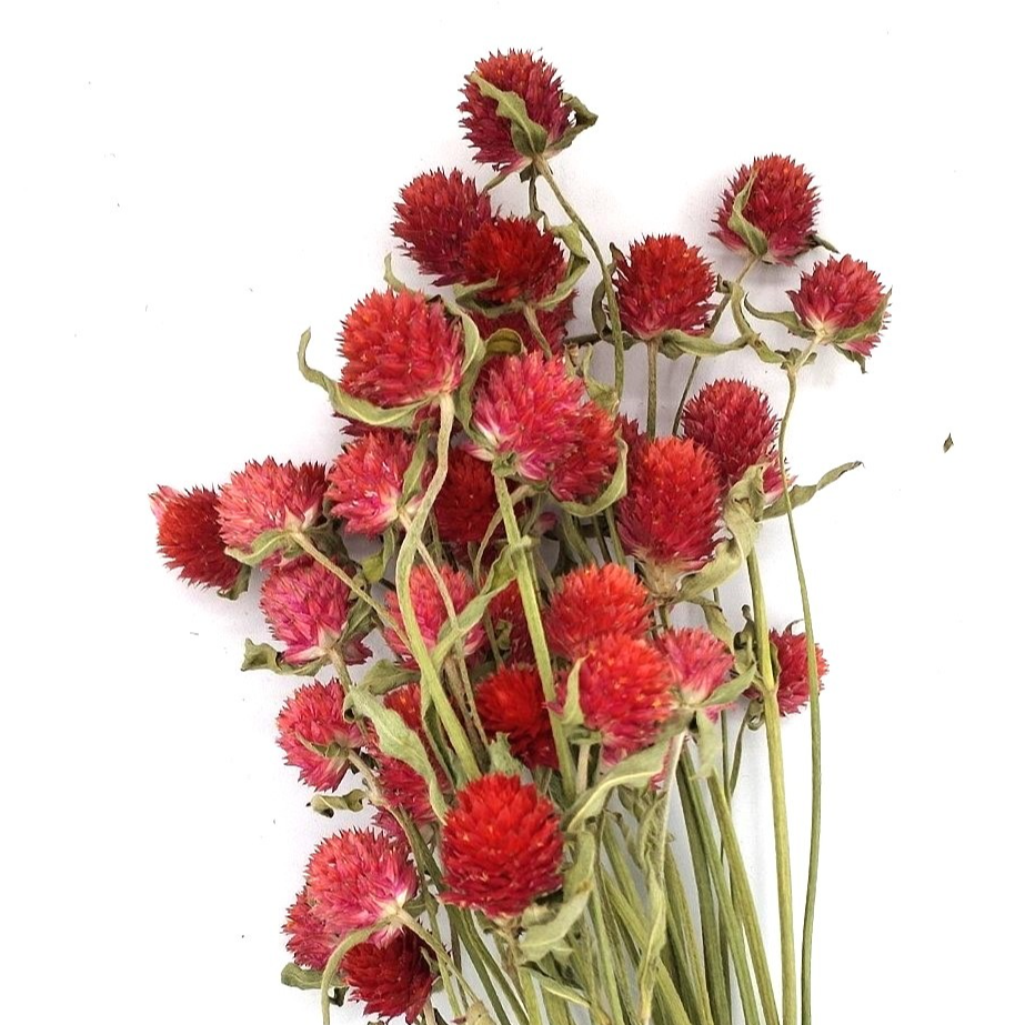 GOMPHRENAS ROUGE - BOTTE 20 SEC