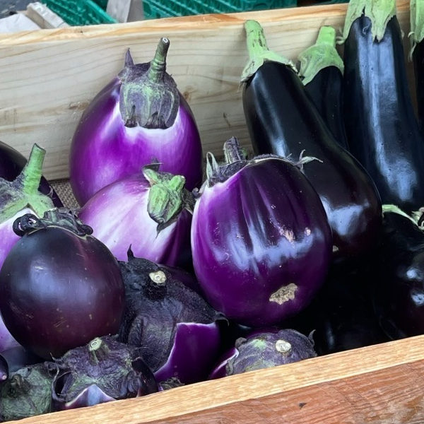 Aubergine