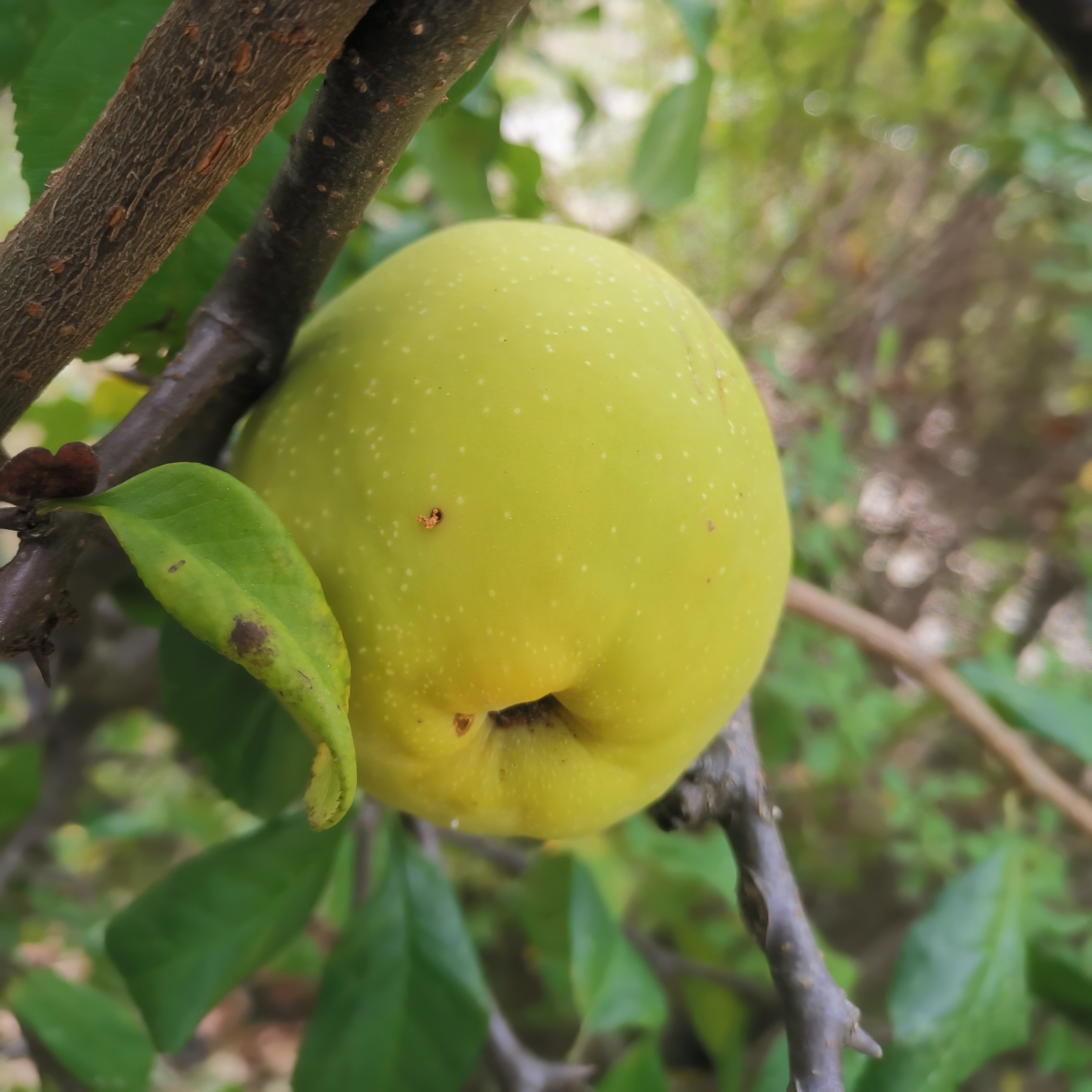 Cognassier de Chine / Pseudocidonia Sinensis – Racines nues