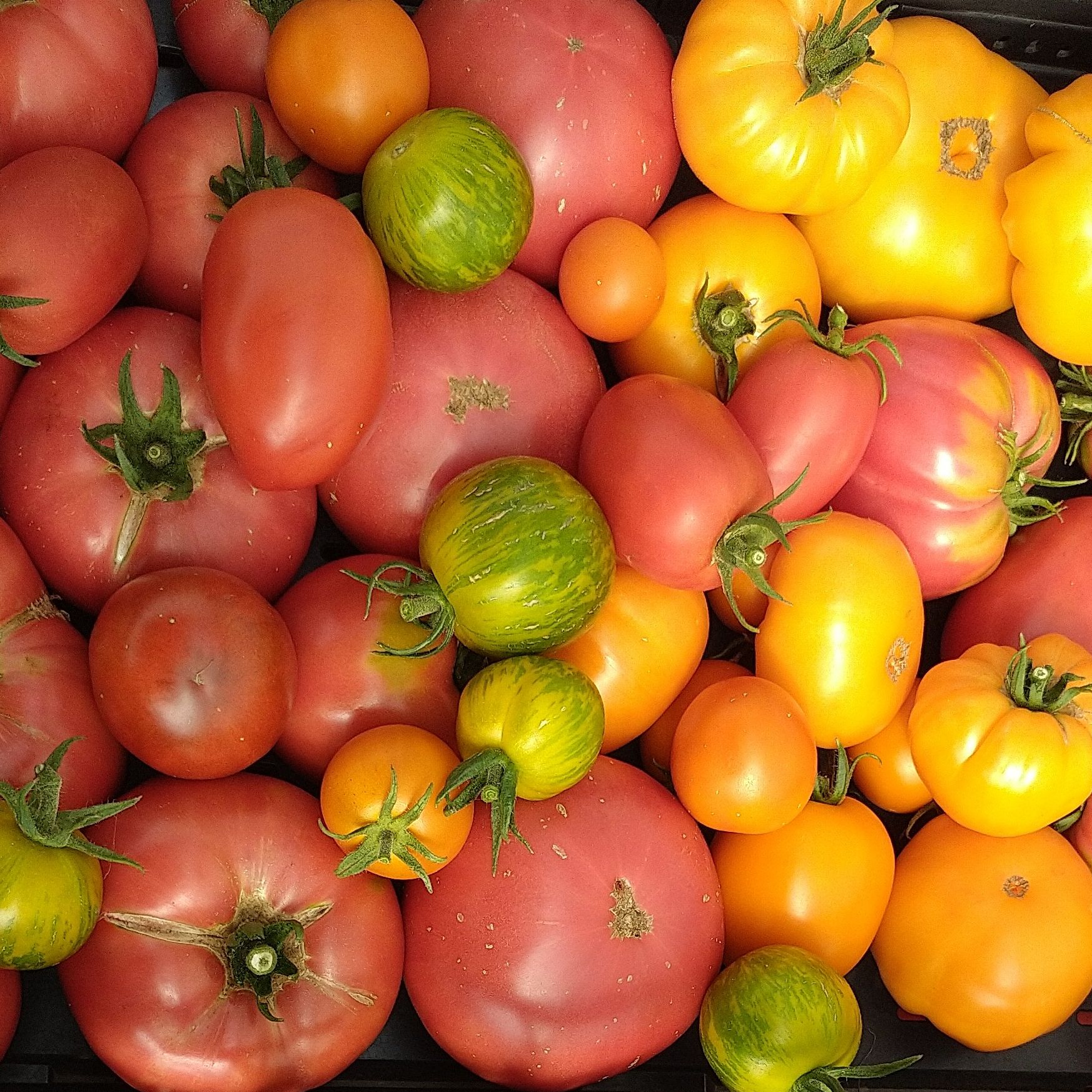 Tomates mélange toutes variétés