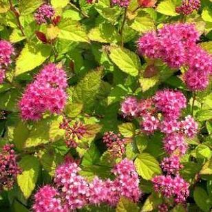 Spirée japonaise - Spiraea japonica "Goldflame"