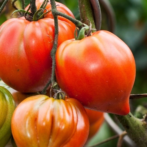 TOMATE Cœur de Bœuf rouge Bio