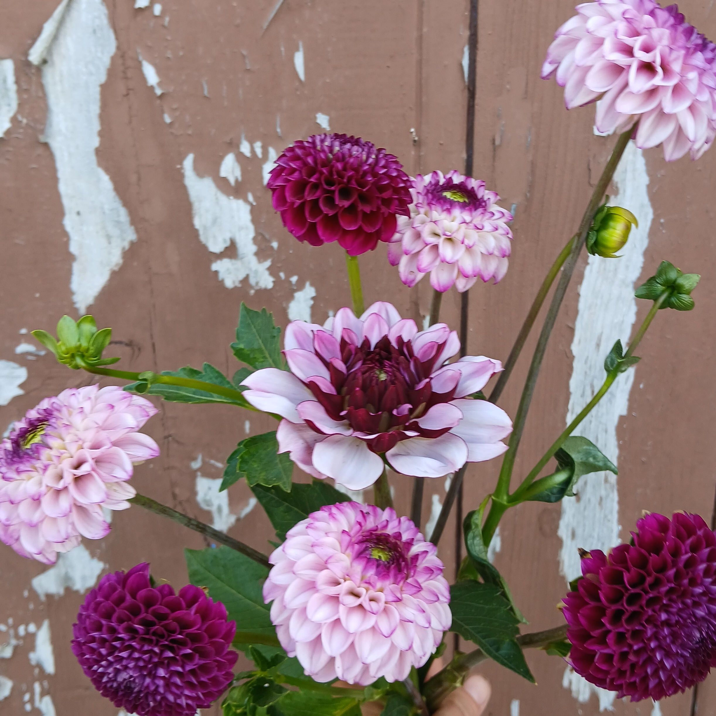 Dahlias mix violet/mauve
