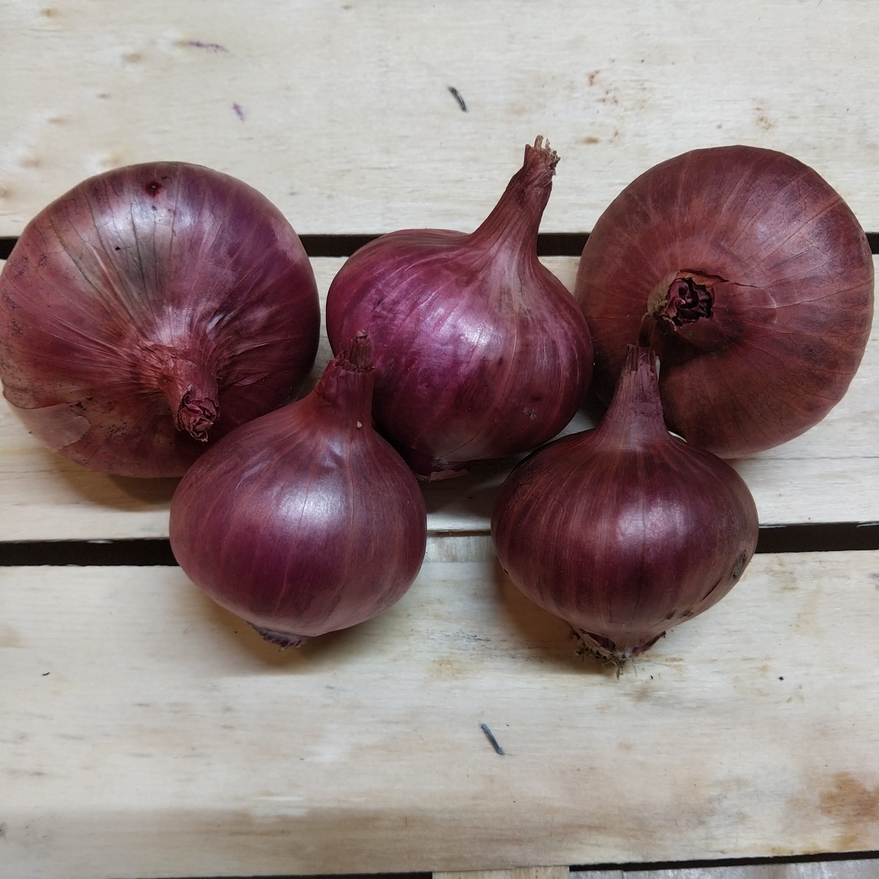 Oignons rouge calibres mélangés