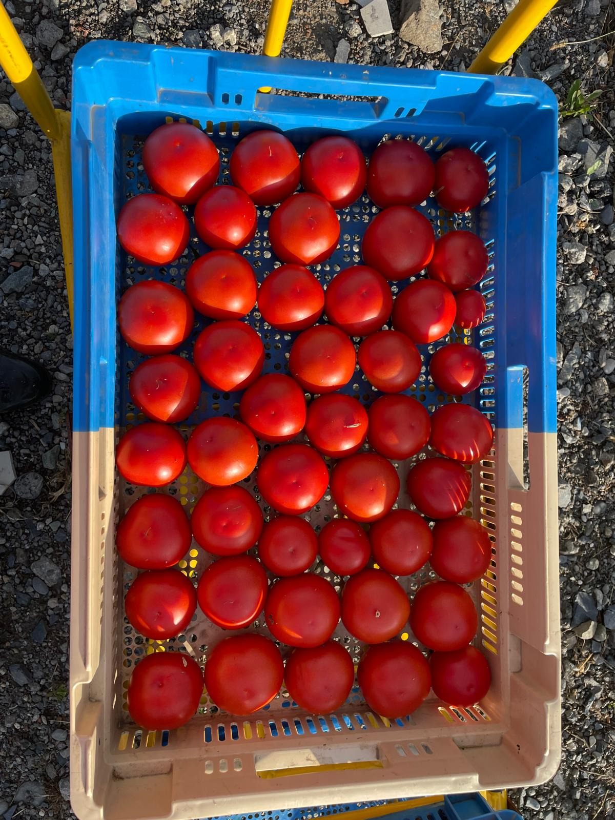 Tomate - 1kg