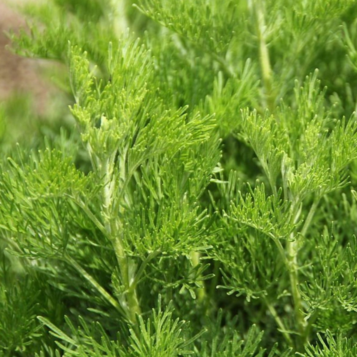 Glace d'infusion Aurone