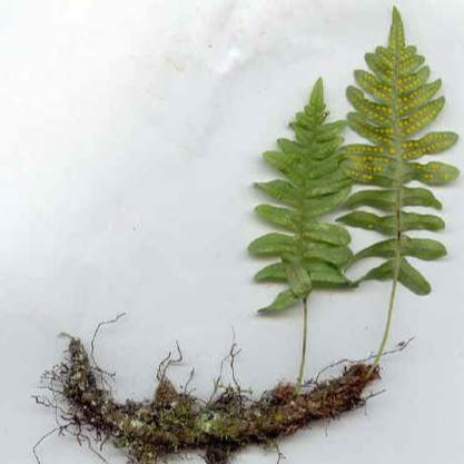 Racine de Polypode Réglisse des bois (par 10)