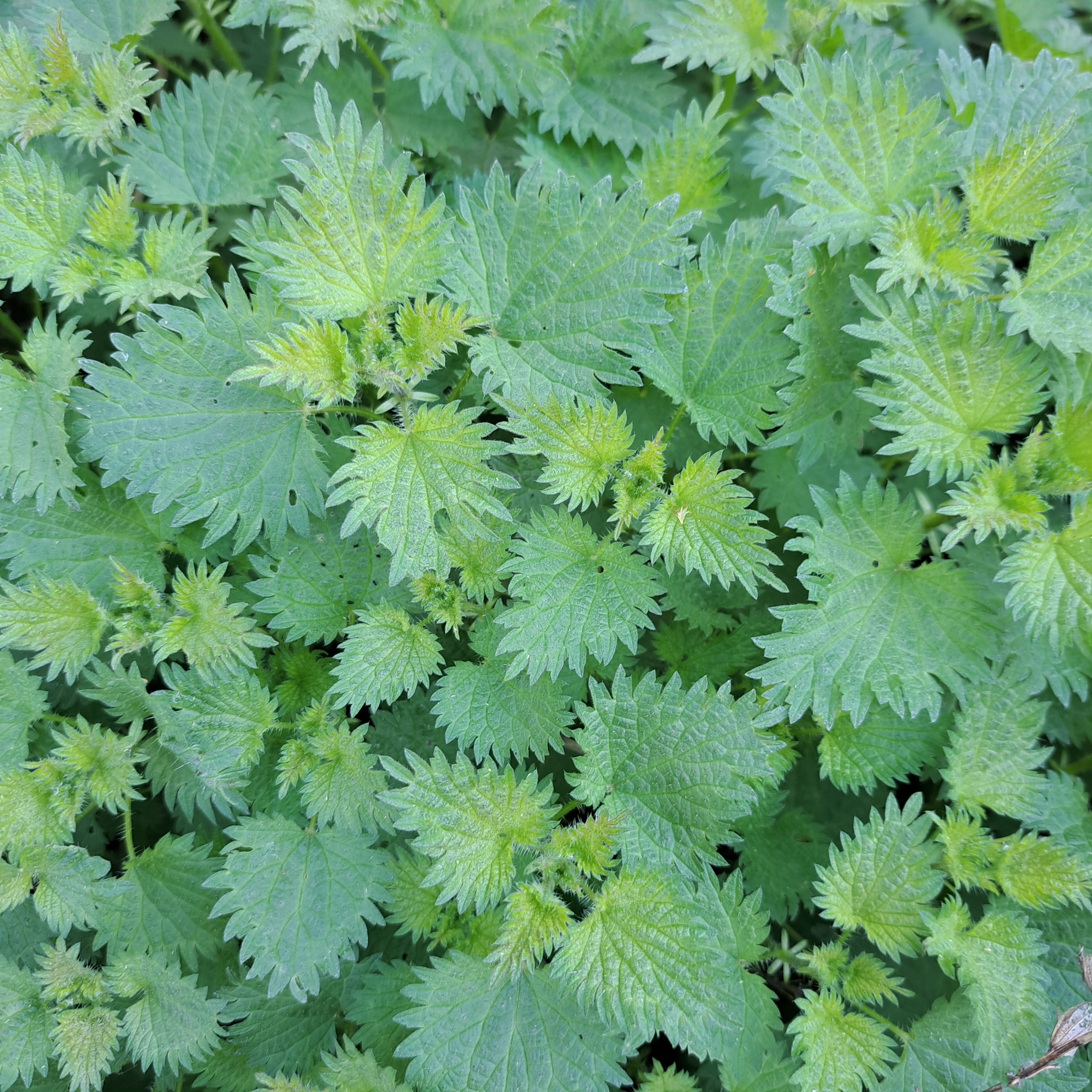 Orties fraiches (jeunes pousses) - sachet 300gr