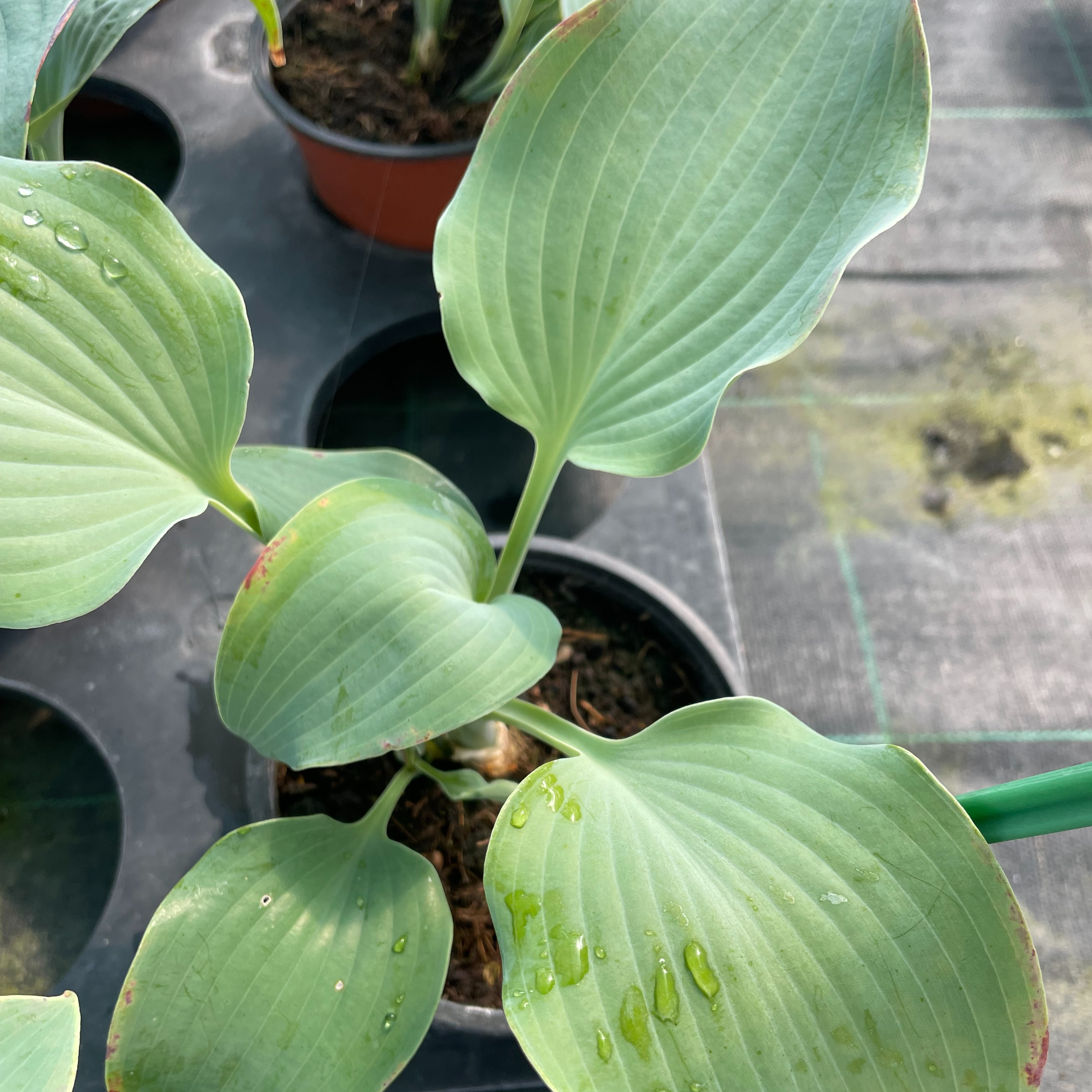 Hosta 'Flemish Sky'