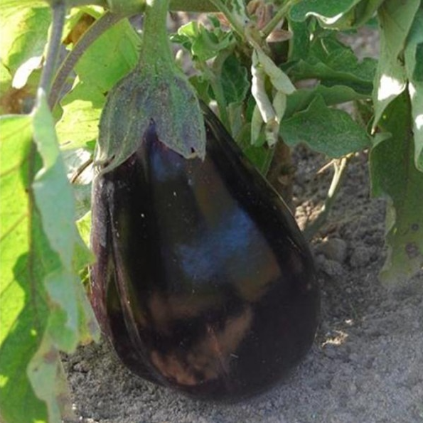 Aubergine Black beauty en godet 8 cm