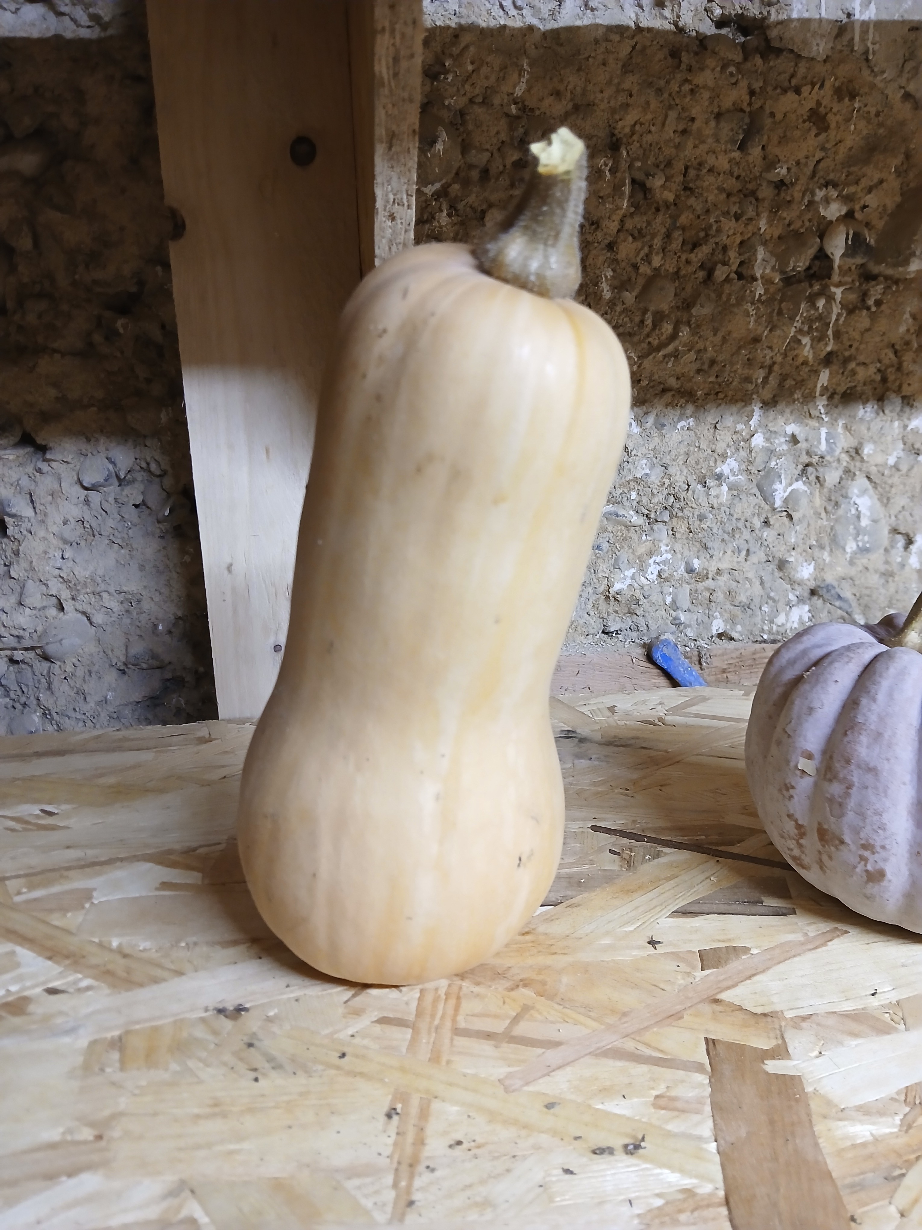Courge Butternut - 1,5kg