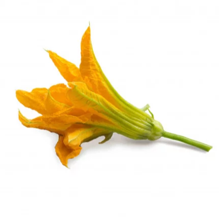 Fleurs - courgettes