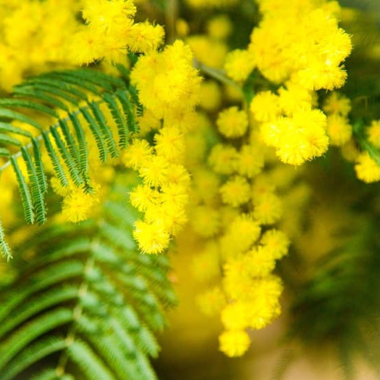 Fleurs de Mimosa ( barquette de 12cmx12cm pleine )