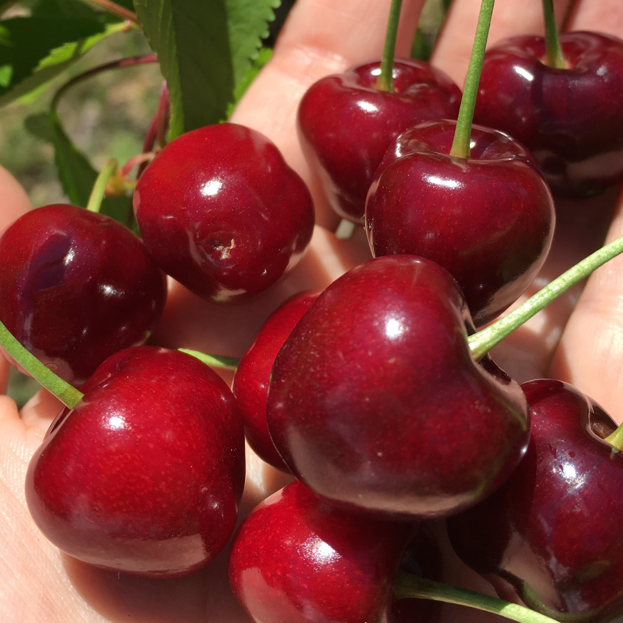 Cerise - 300g
