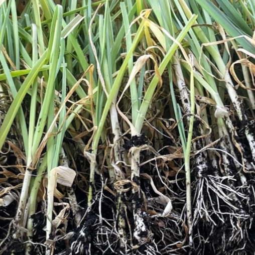 Plants de poireaux bio (surplus de commande) - lot de 50