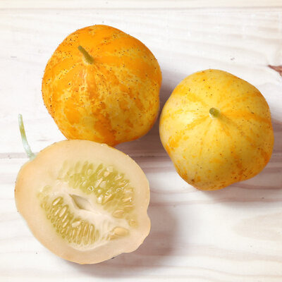 Plant de concombre - Lemon