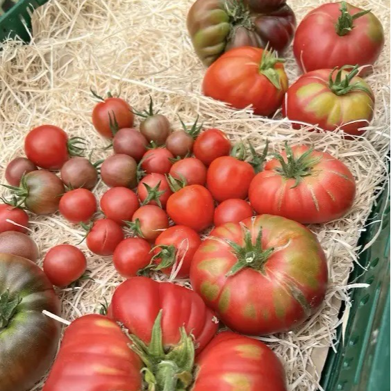 Tomates anciennes - mix du Jardin