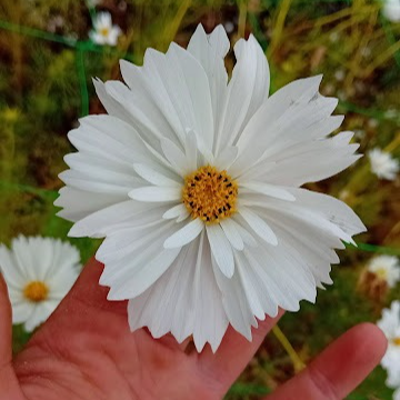 Cosmos (blanc)