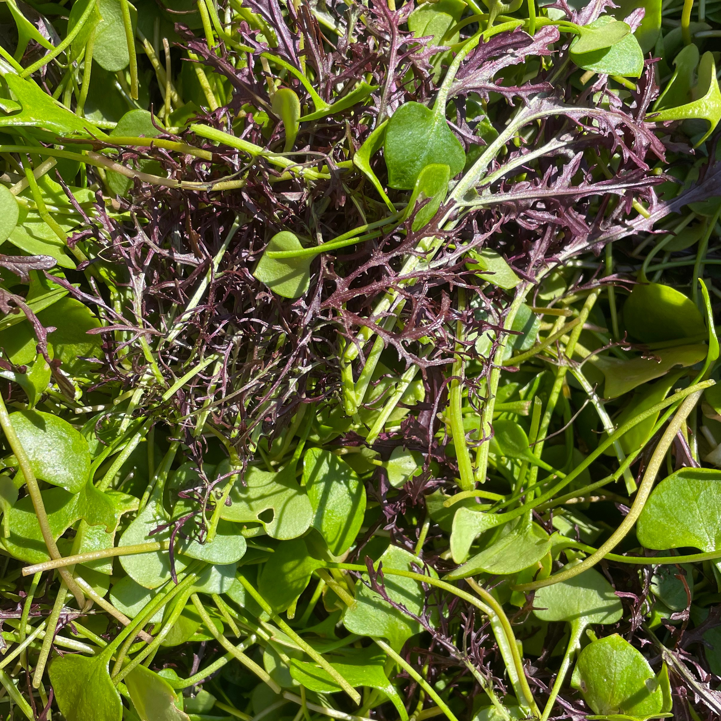 Sachet Mesclun