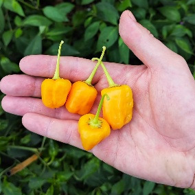 01 PIMENT AJI MANGO