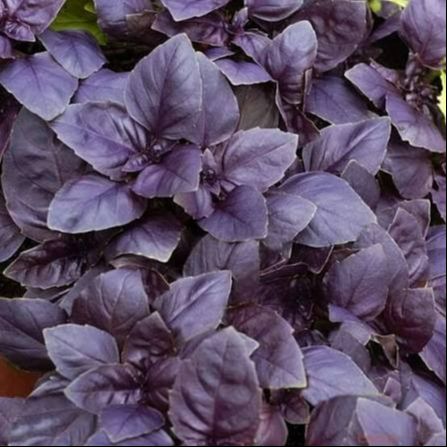 Basilic pourpre (botte)