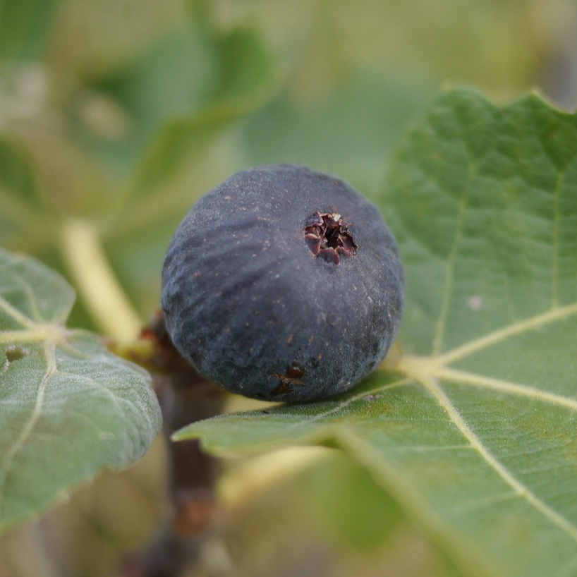 Figuier 'Rouge de Bordeaux’ (='pastilière') Pot 3L