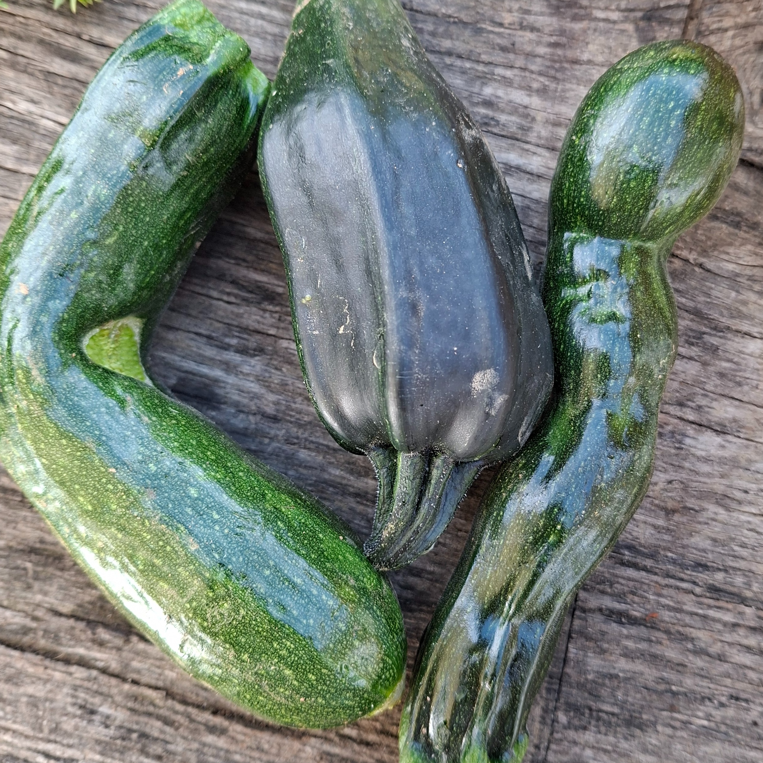 Courgettes