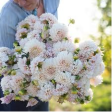 Tubercule - Dahlia Sweet nathalie