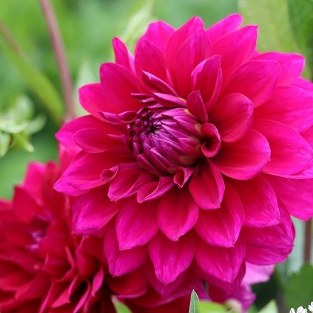 Tubercule - Dahlia Alva's Regalia