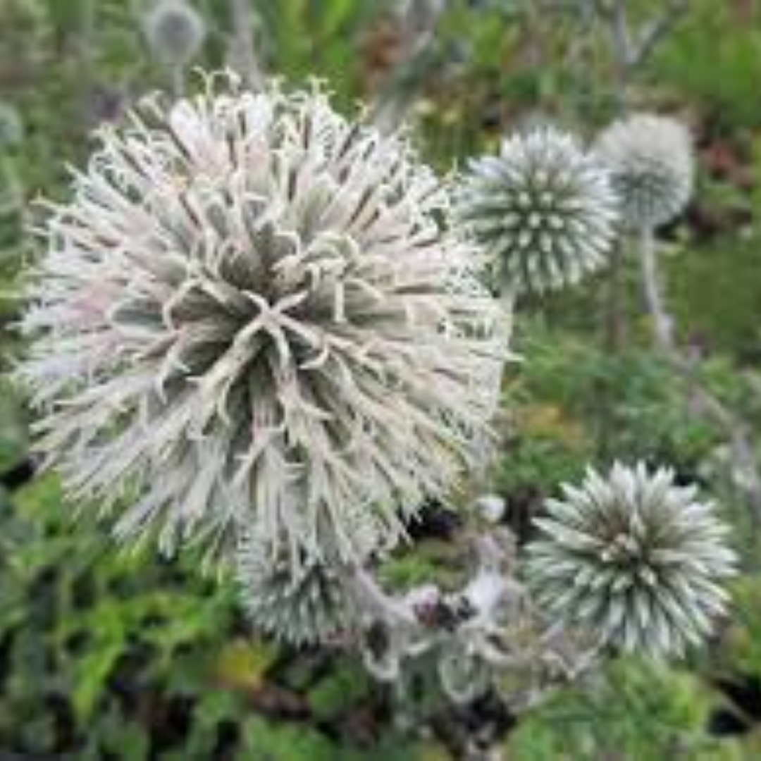 Echinops bannaticus ‘Star Frost’