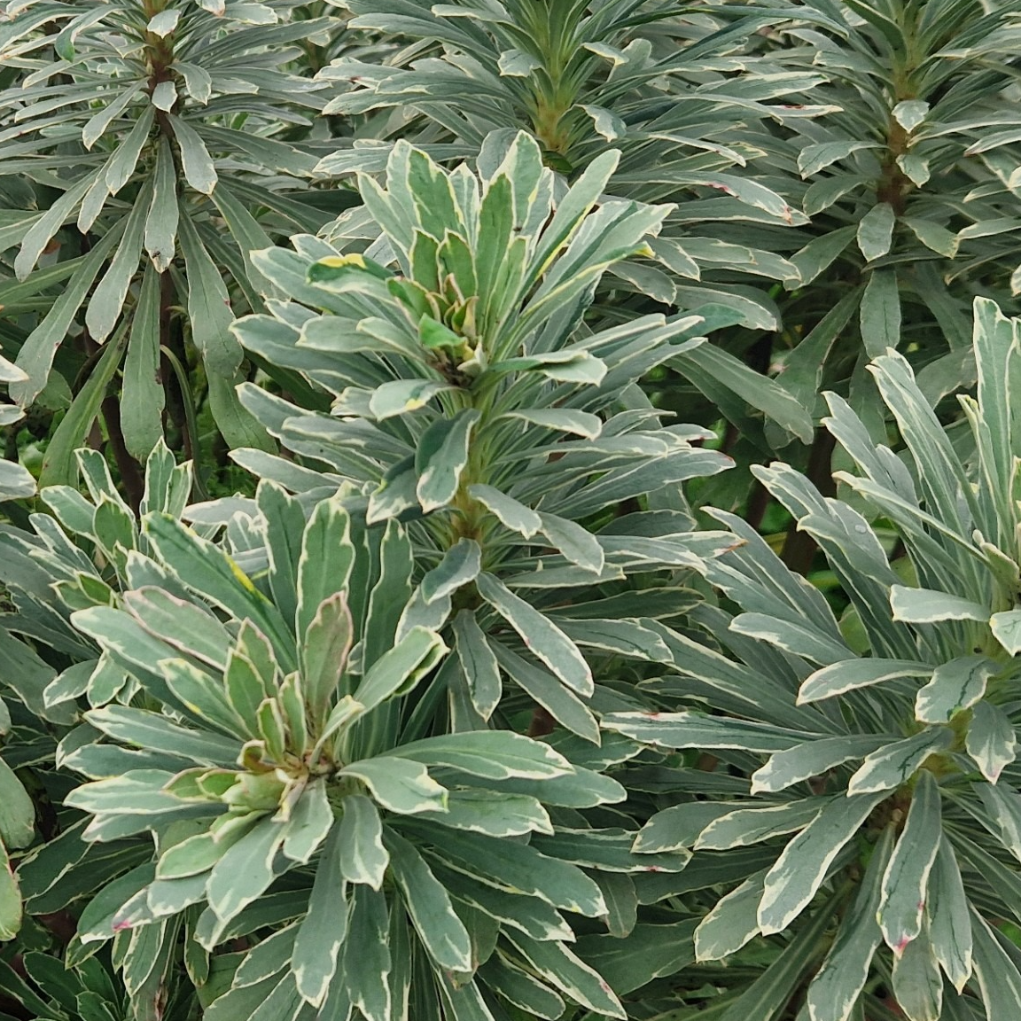Euphorbia characias 'Silver Swam’