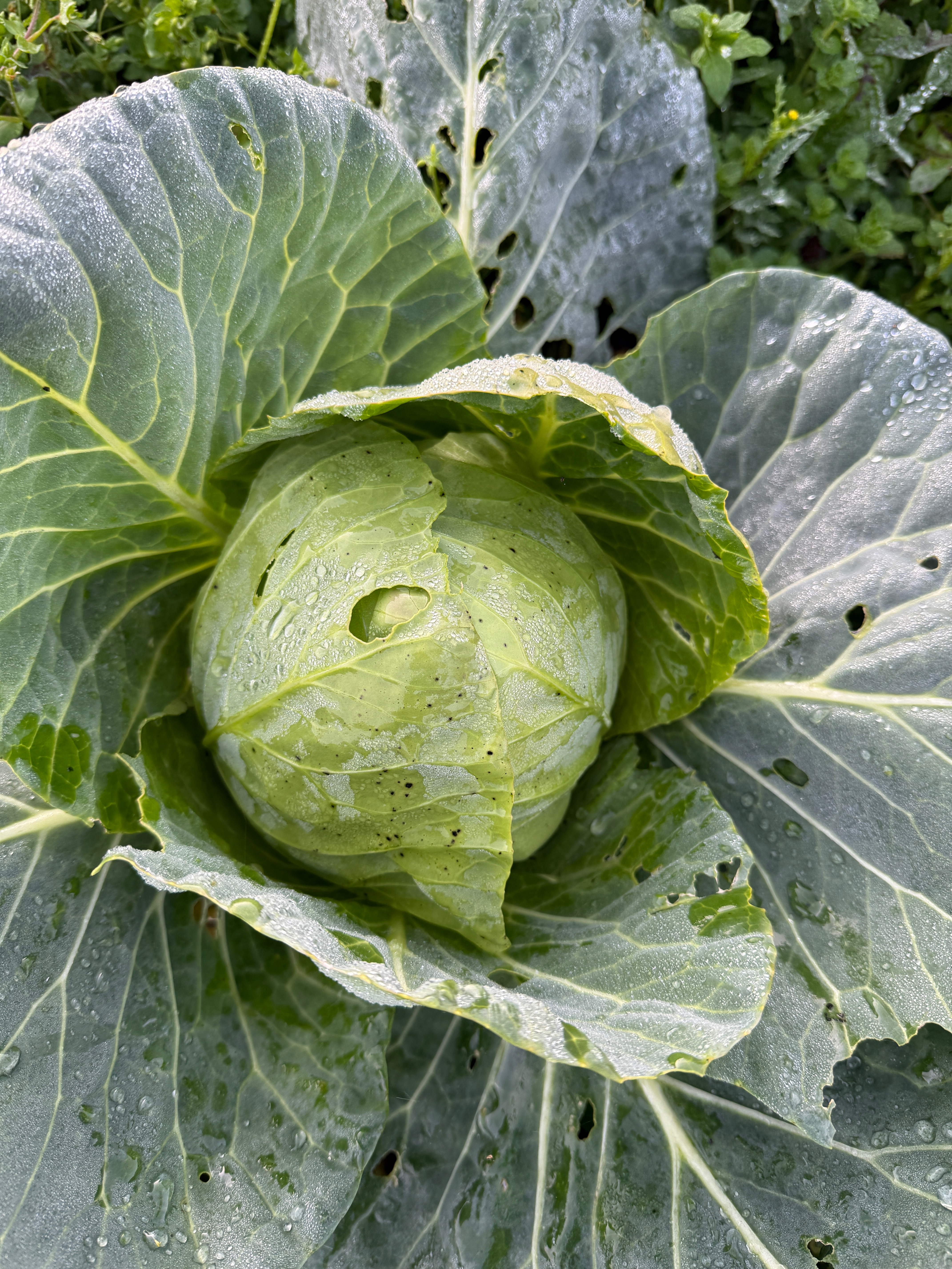 Chou blanc calibre moyen