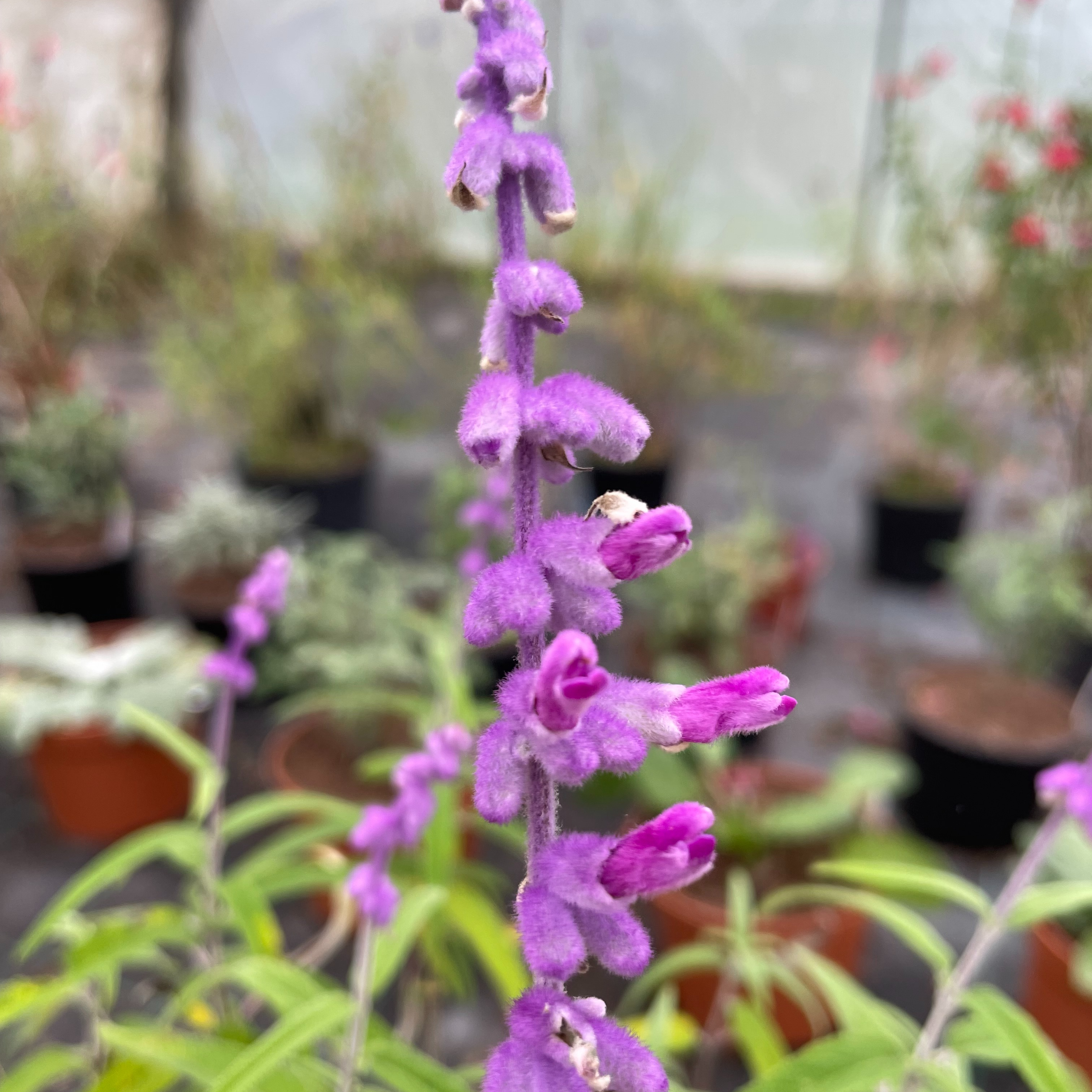 Salvia leucantha 'Santa Barbara'